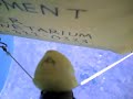 Peeps In Space!