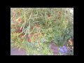 Wampie in Birmingham (scholenbezoek).wmv