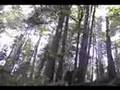 Butano State Park, California - YouTube