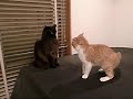 猫,ボクシング,ピアノ