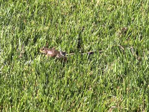 Garter Snake trying to eat a large frog (Part 1)