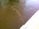Urban Fisherman: 2008 Muskie Montreal Qc Urban Fisherman: 2008 Muskie Montreal Qc