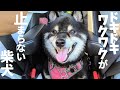 柴犬が目をキラキラ輝かせてこうなりました。【黒柴犬】【shiba inu】