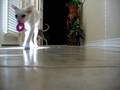Ramsay fetching 10/08