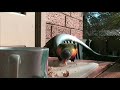 Lorikeet nookie