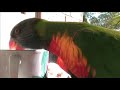 Lorikeet nookie