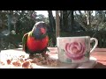 Lorikeet nookie