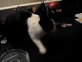 Mon lapin t�tu ob�issant... bunny rabbit