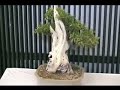 Nisei Festival 2008 Bonsai Trees Nisei Festival 2008 Bonsai Trees