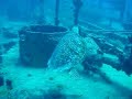 Turtles at Debbie Due