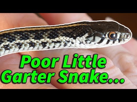 YouTube reptile video