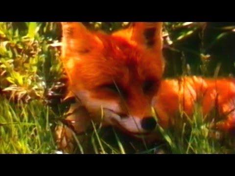 Живая энциклопедия: Лисицы