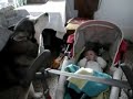 Видеоновость Собака-нянька, поет, чтобы успокоить плачущего ребенка