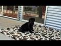 ZENGA SEVEN WEEKS