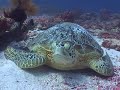 Diving on Sipadan (Barrakuda point)