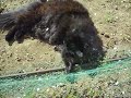 chat noir poil long