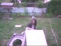videos de Mr.Roboto