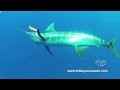Video: Huge Mako Shark Surprises Diver Watching Blue Marlin