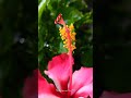 ULTRA HD NATURE VIDEO 🎥 #NATURE #HD #STATUS #SHORTS #HD
