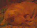 my dog snores