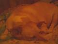 my dog snores
