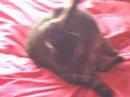 Zen le chat hardeur vol.3 Icon