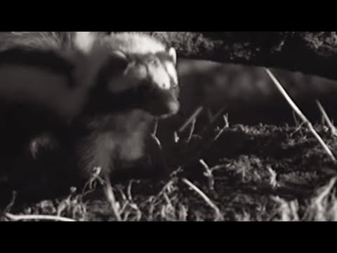 Animal Fights