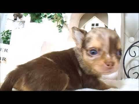 YouTube Preview Image