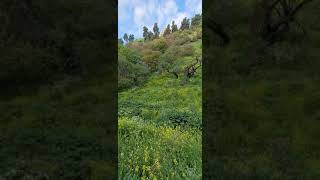 وادي الحمرا صفد صباح الخير يا صفد