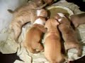 Apbt red nose cachorro pitbull Yoshu