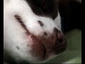 Dog Massage