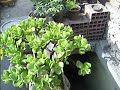 Bonsai de arbol de jade