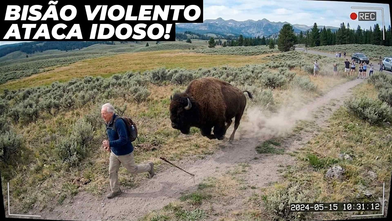 Bisão enfurecido ataca idoso de forma inacreditável
