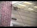 Exploding Wasp Nest