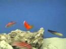 Amphiprion frenatus Amphiprion frenatus