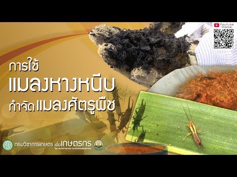การใช้แมลงหางหนีบกำจัดแมลงศัตรูพืช