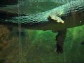 Gharial Crocodile in Rainforest, Cleveland Zoo
