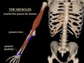 pronation and supination of the forearm