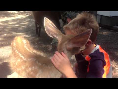 DEER