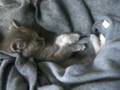 子猫☆ユキにゃん　痙攣。。
