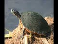 Relaxing Guitar Music & Florida Wildlife