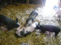 Playing Piggies