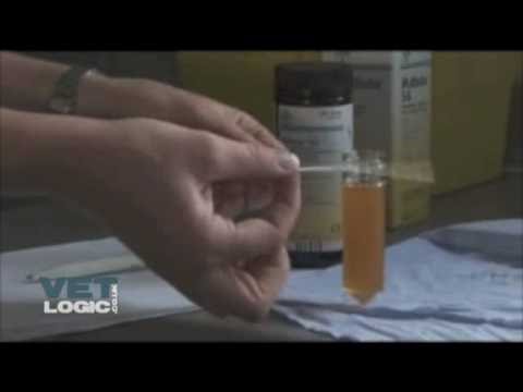 how to assess urine concentration