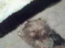 My Other Dog Tinkerbell My Other Dog Tinkerbell