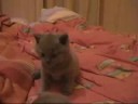 BKHvomWinnloh**Kitten**