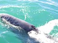 Ballenas Grises en BCS Ballenas Grises en BCS