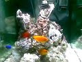 9 month saltfish