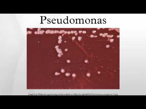 how to isolate pseudomonas fluorescens