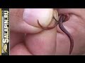Как насадить на крючок мотыля, опарыша, червя