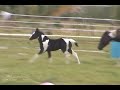 Sonny running and playing 1 - Chief's first foal Sonny running and playing 1 - Chief's first foal